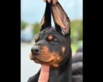 Doberman štenci, crni i braon