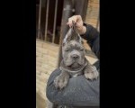 CANE CORSO štenci