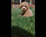 Maltipoo prelepi stenci