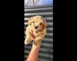 Maltipoo stenci