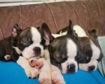 Boston terijer dve devojčice I tri dečaka 