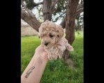 Maltipoo prelepi stenci