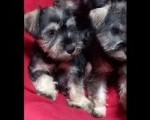 Štenci patuljastog šnaucera 