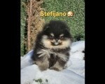Pomeranac BOO medvedići, Pomeranski Špic