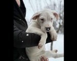 Dogo Argentino. zensko stene