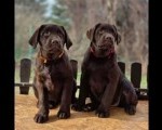 Labrador retriver čokoladni štenci