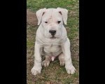 Dogo Argentino štenci