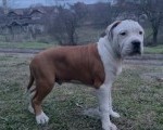 Američki stafordski terijer mužjak I ženka 