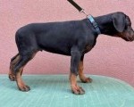 Doberman muško štene