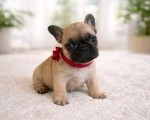 Francuski Buldog PRELEPI štenci