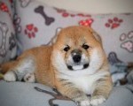 Šiba inu štenci-Shiba inu