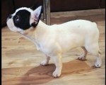 Francuski Buldog PRELEPO štene