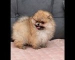 Pomeranski Špic štenci