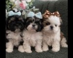 Prelepi Shih Tzu štenci iz registrovane FCI/KSS odgajivačnice Cena: 350€  Ljiljana Veselinović, Kraljevo 