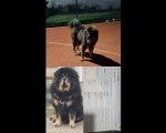 Prodaju se stenad Tibetanskog Mastifa sampionskog porijekla