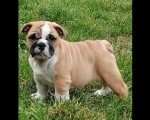 Engleski buldog štenci