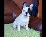 Francuski Buldog prelepo štene