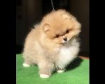 Pomeranski špic,Pomeranac,Pomeranian,Boo štenci