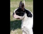Boston terrier zreli muzjak