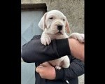 Dogo Argentino štenci