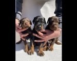 Doberman prelepi stenci
