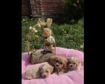 Predstavljamo vam novo leglo bebica maltipoo 