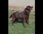 PRODAJA ČOKOLADNOG LABRADORA