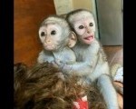 Vesele bebe kapucinskih majmuna spremne su za prodaju