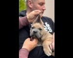 CANE CORSO prelepi štenci