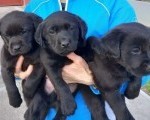 Prodajem tri muska steneta Labradora