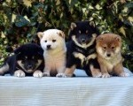 Shiba Inu / Šiba inu, štenci