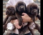 Labrador Retriver štenci, čokoladni