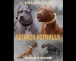 American pitbull terier 