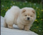 Chow Chow Cau Cau Čau Čau