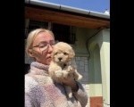 Maltipoo vrhunske genetike