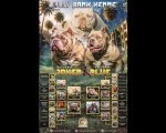 American Bully Ženka je stara 15 meseci 
