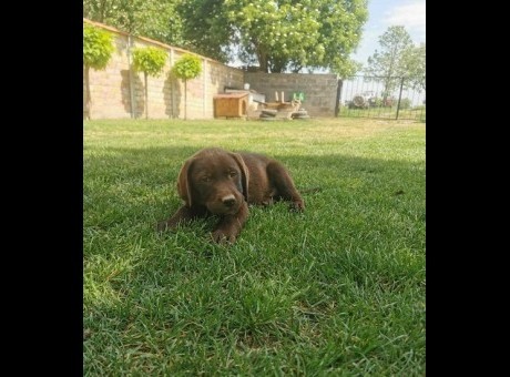 1labradorg0526-1.jpg
