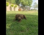 Čokoladni labrador 