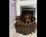 Dugodlaki patuljasti jazavičar, štenci 