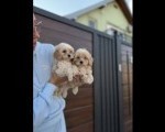 Maltipoo vrhunske genetike