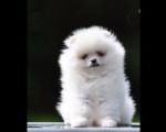 Pomeranac BOO prelepi štenci