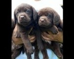 Labrador Retriver štenci, čokoladni