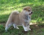 Japanska Akita inu-Stenci-Rezervacije
