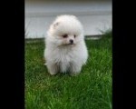 Pomeranski spic  