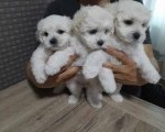 toy pudla