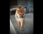 Shiba Inu prelepi štenci