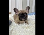 Francuski Buldog štenci
