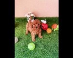 Mini pudla, muški štenci