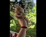 Savrseni maltipoo bebani spremni su za preuzimanje. 