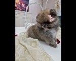 Medvedići pomeranci čekaju na vas  